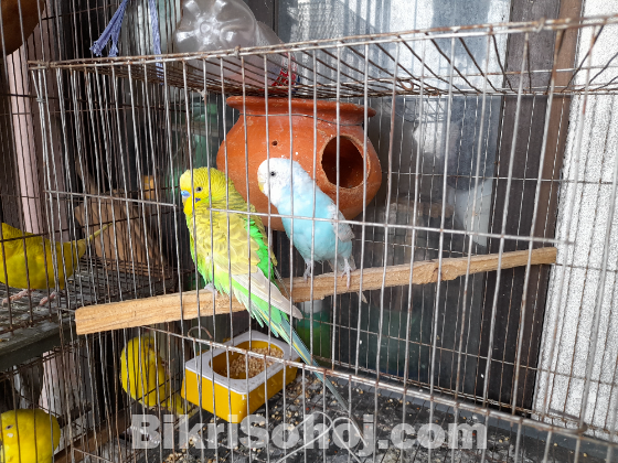 দুই জোড়া রানিং ক্লাসিক বাজরিগার